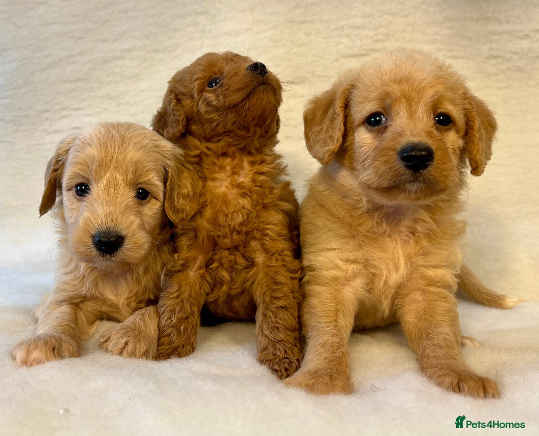 Labradoodle dogs for sale: Stunning F1b mini labradoodles  - Image 13