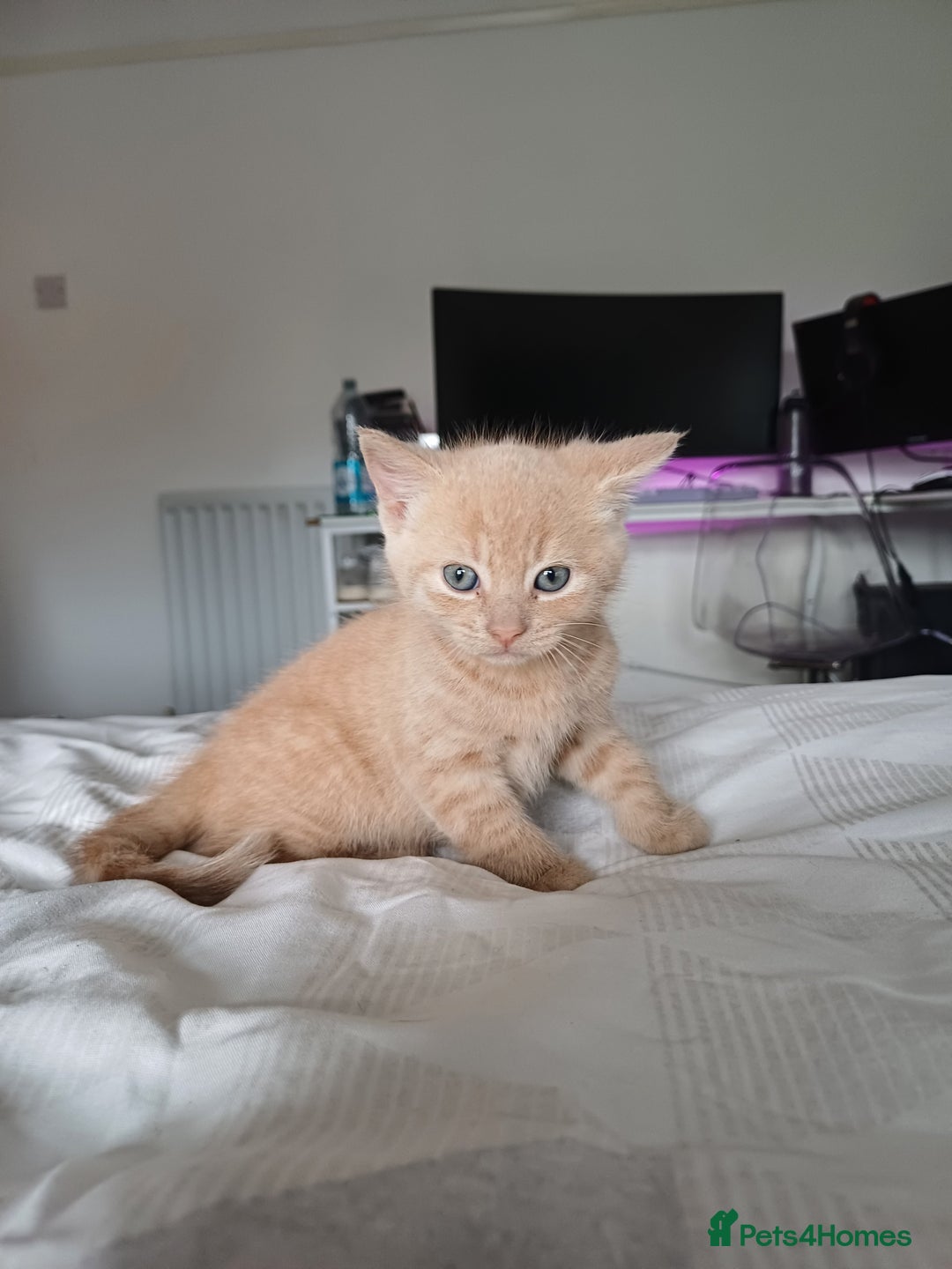 Mixed Breed cats for sale: Beautiful kittens - Image 18