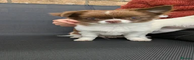 Koda