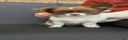 Chihuahua dogs for sale: Chihuahuas READY NOW - Advert 1
