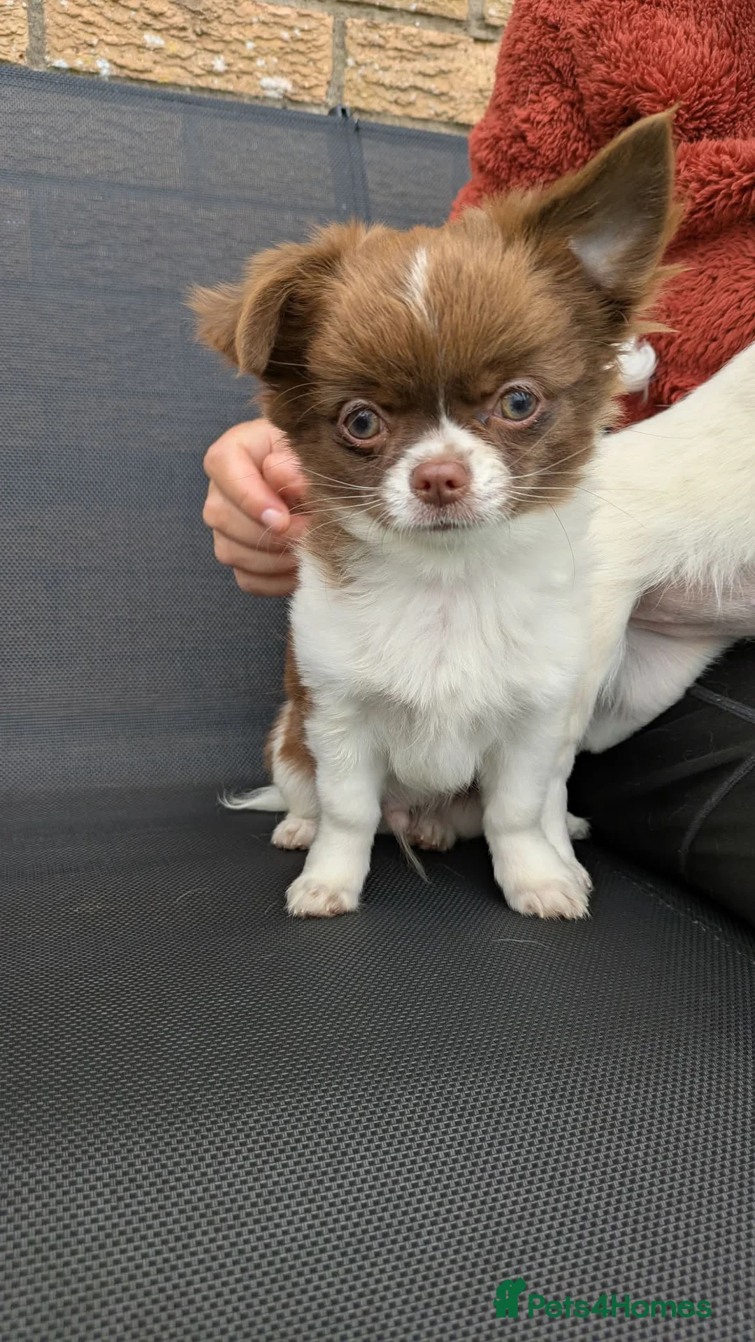 Chihuahua dogs for sale: Chihuahuas READY NOW - Advert 1