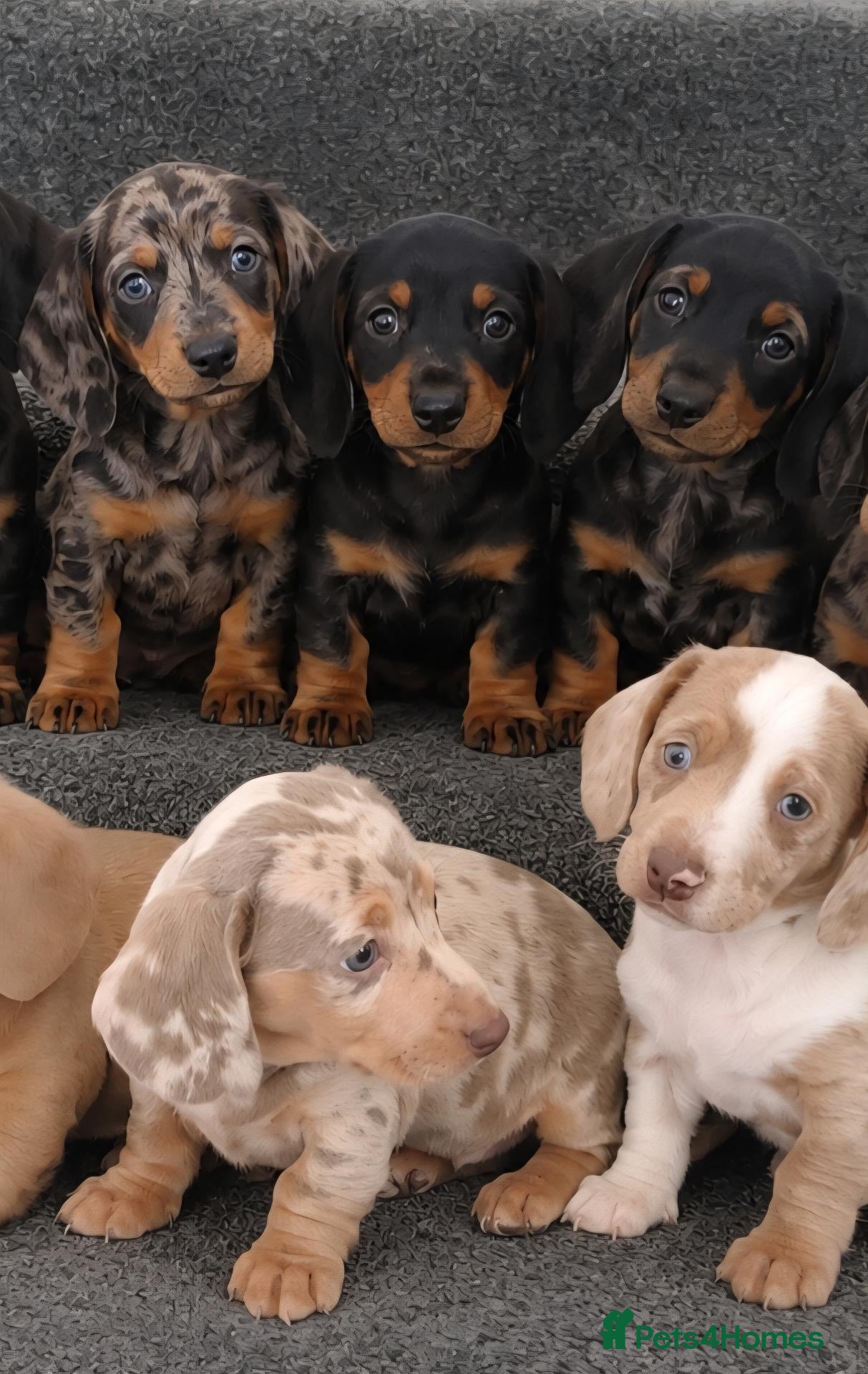 Miniature Dachshund dogs miniature dachshund - Advert 13