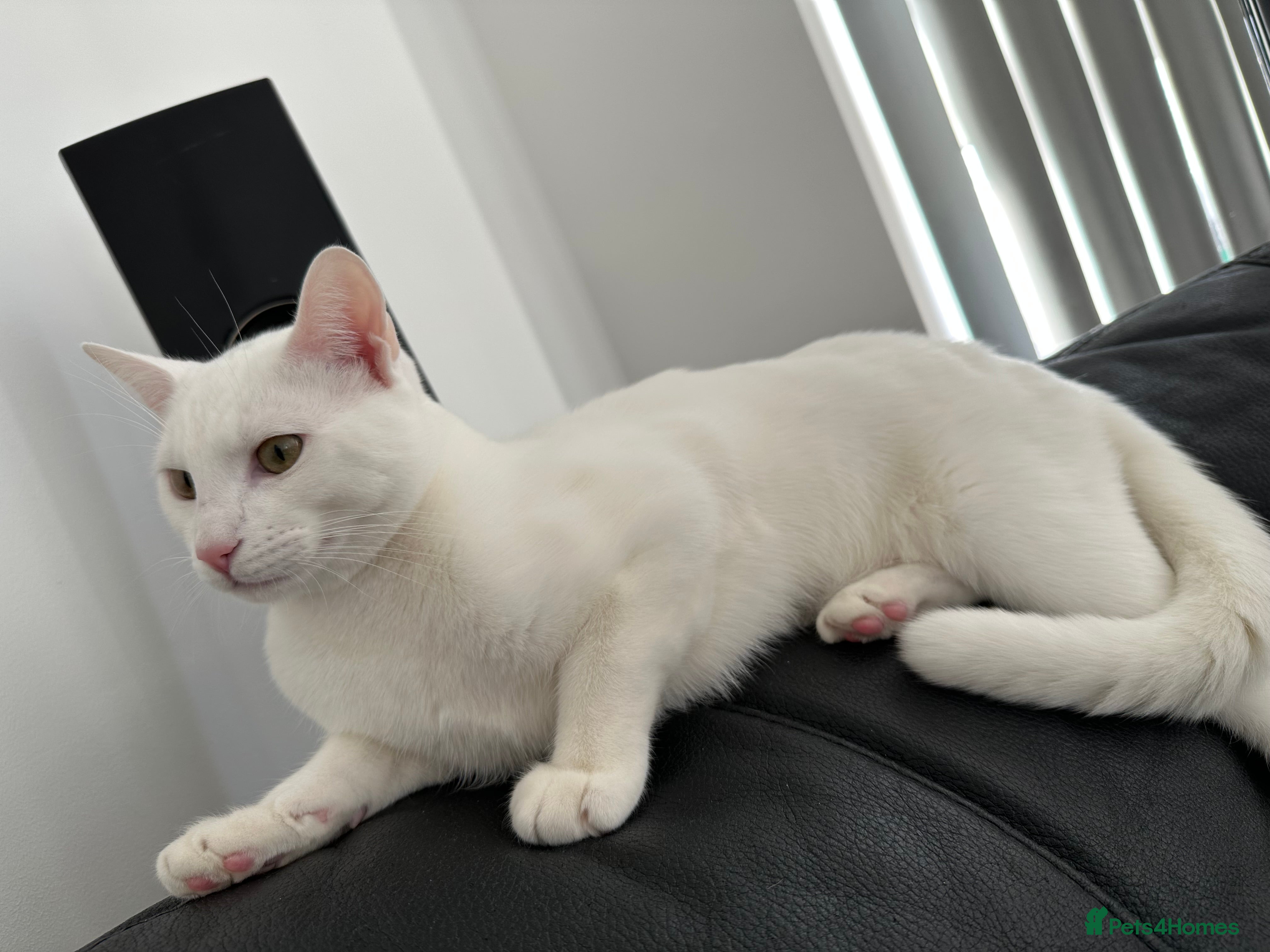 Turkish Angora cats Snowy  - Advert 2