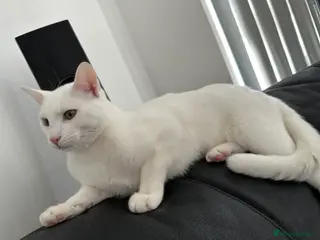 Turkish Angora cats Snowy - Advert 2