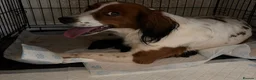 Mixed Breed dogs for sale: Springer Spaniel x Patterdale Puppies in Ilkeston - Advert 16