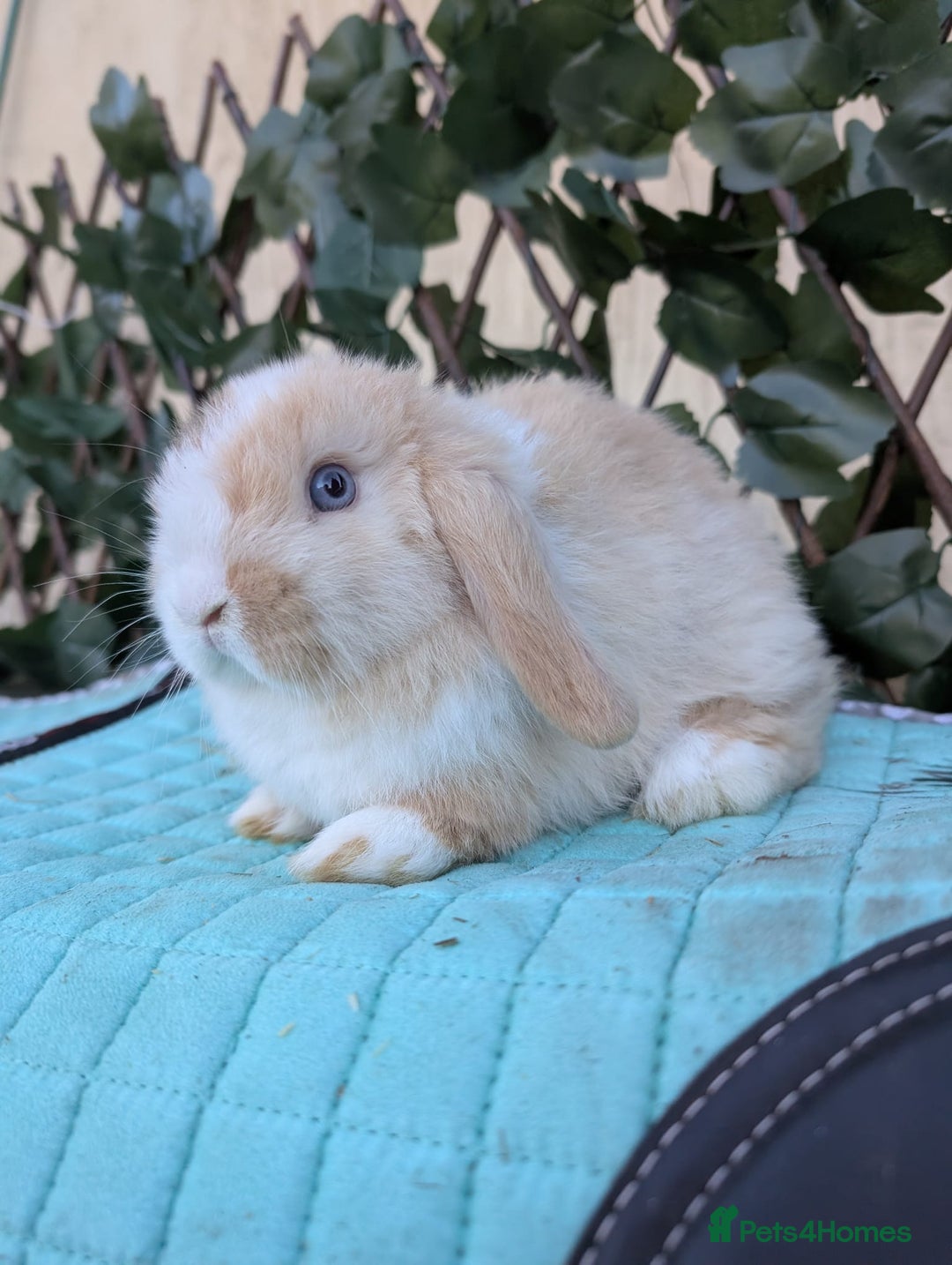 Mini Lop rabbits for sale: Pure mini lop babies  - Advert 24