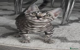 Bengal cats for sale: Breed quality silver bengal kittens 🐆💎🤍🩶🖤 - Image 20