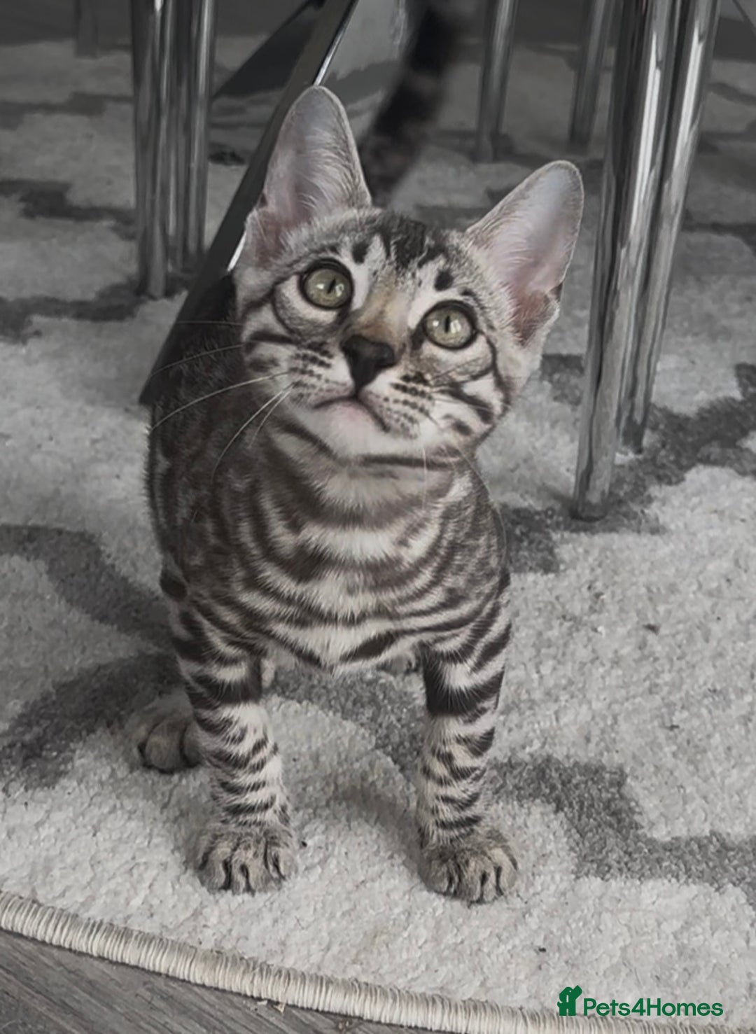 Bengal cats for sale: Breed quality silver bengal kittens 🐆💎🤍🩶🖤 - Image 20