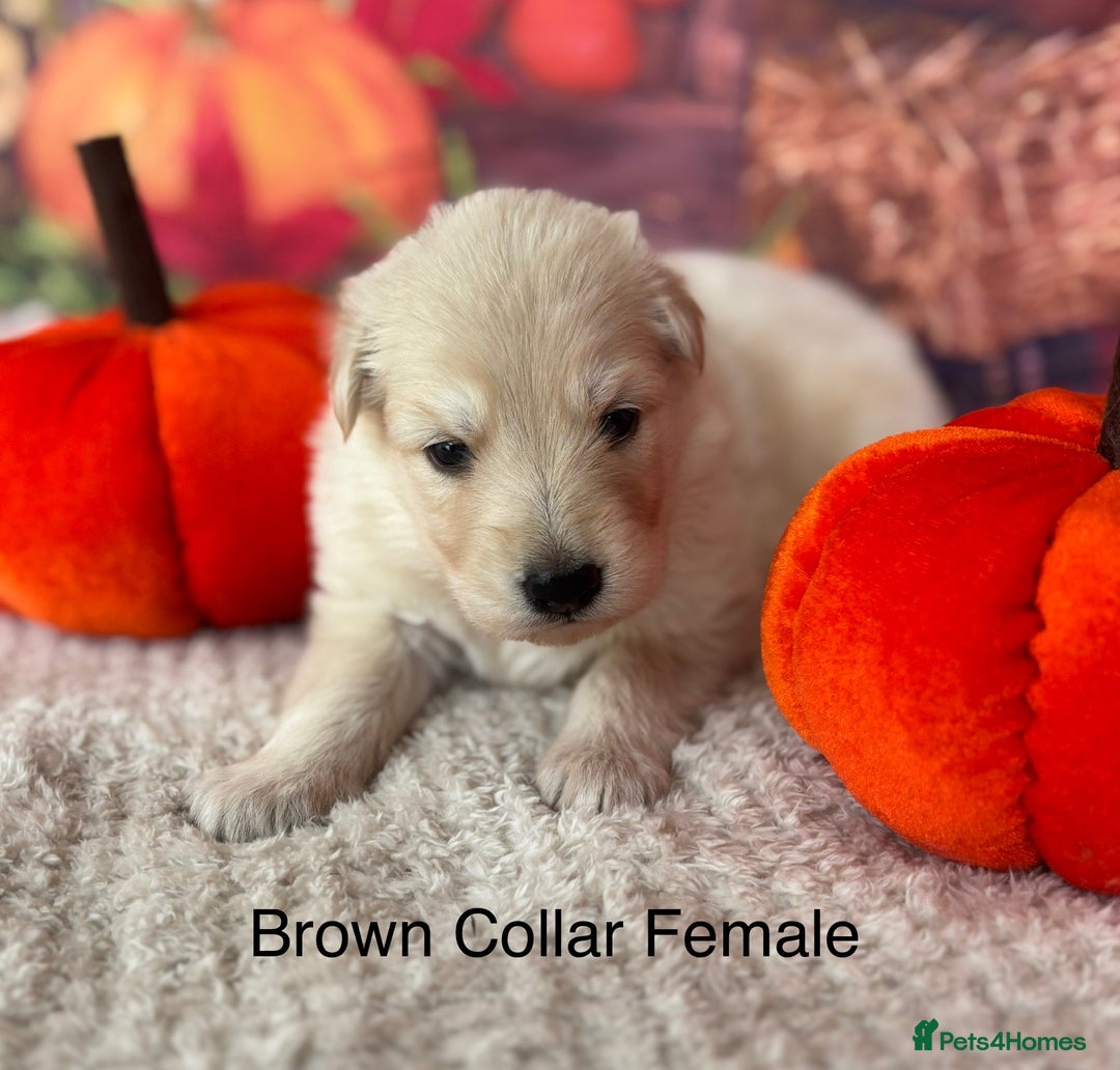 German Shepherd dogs for sale: KC White & Black&Tan German Shepherd Puppies!👀🏡 - Image 5