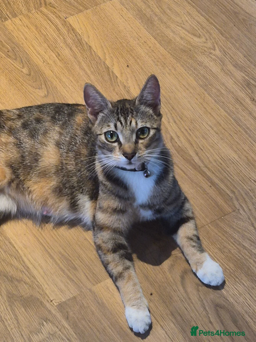 Mixed Breed cats for sale: 5 mixed breed kittens available - Advert 2