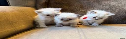 Ragdoll cats for sale: 3 gorgeous blue point male ragdolls. Ready now.  - Advert 16