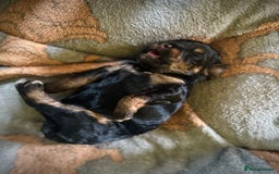 Cavapoo dogs for sale: Beautiful F1b cavapoo puppies - Image 8