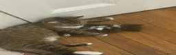 British Longhair cats for sale: Fluffy Chocolate Brown boy Kitten Lookingfor aHome - Advert 4