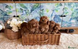 Cockapoo dogs for sale: Cockapoo F1 show type pups, PRIZEWINNING LINES - Image 5