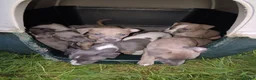 Whippet dogs for sale: 8 stunning puppies  in Okehampton - Advert 13