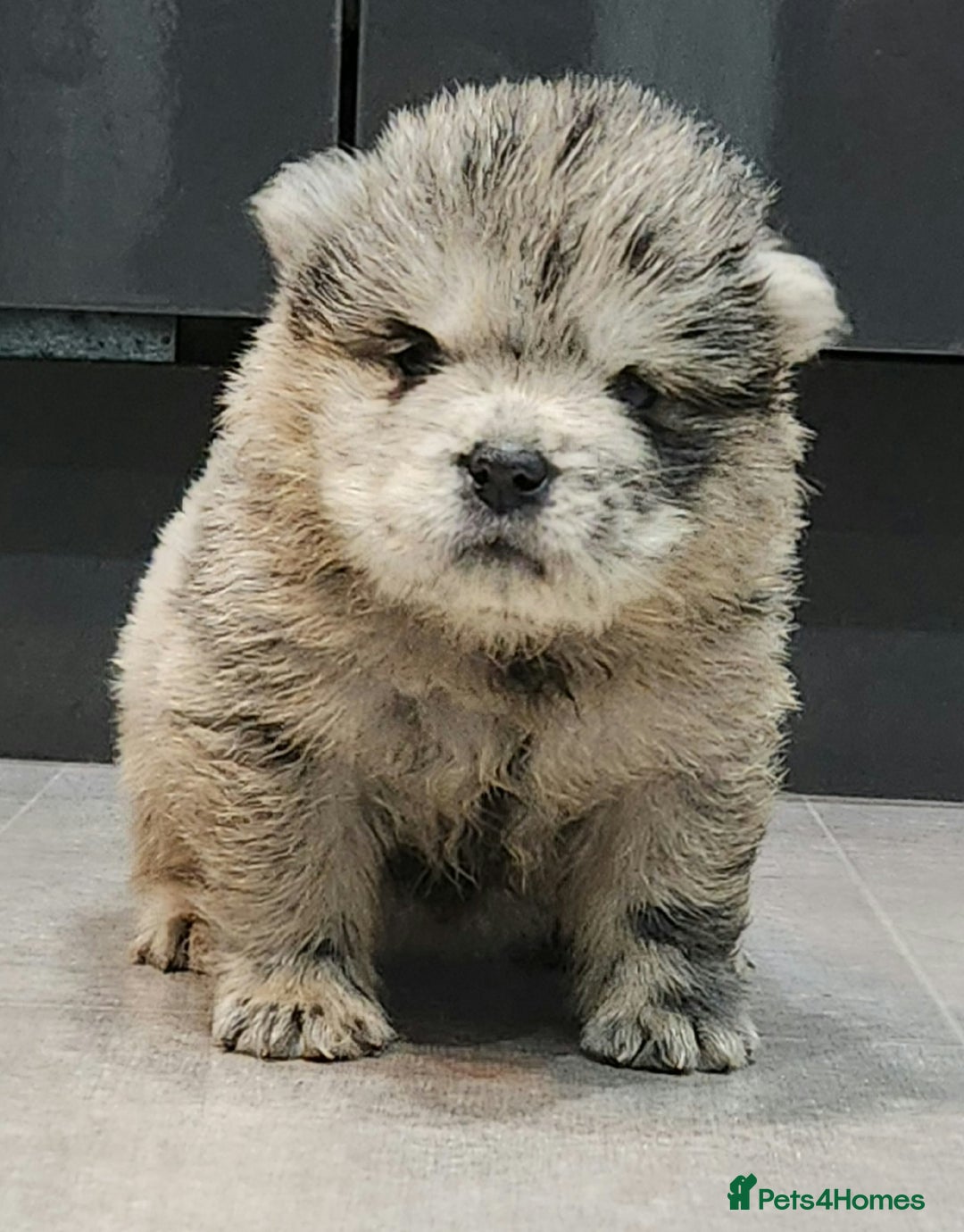 Chow Chow dogs for sale: Chow chow pedigree pups - Advert 8
