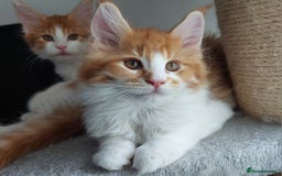 Maine Coon cats for sale: TICA Registered Red Tabby & White Maine Coon Boy - Image 1