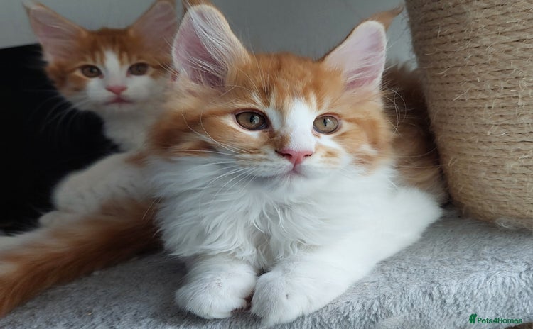 Maine Coon cats - Advert 2