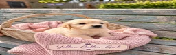 Golden Retriever dogs for sale: Beautiful KC Puppies No Endorsements  - Advert 6