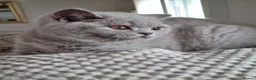 British Shorthair cats for sale: British blue/cream tortie girl.  - Advert 6
