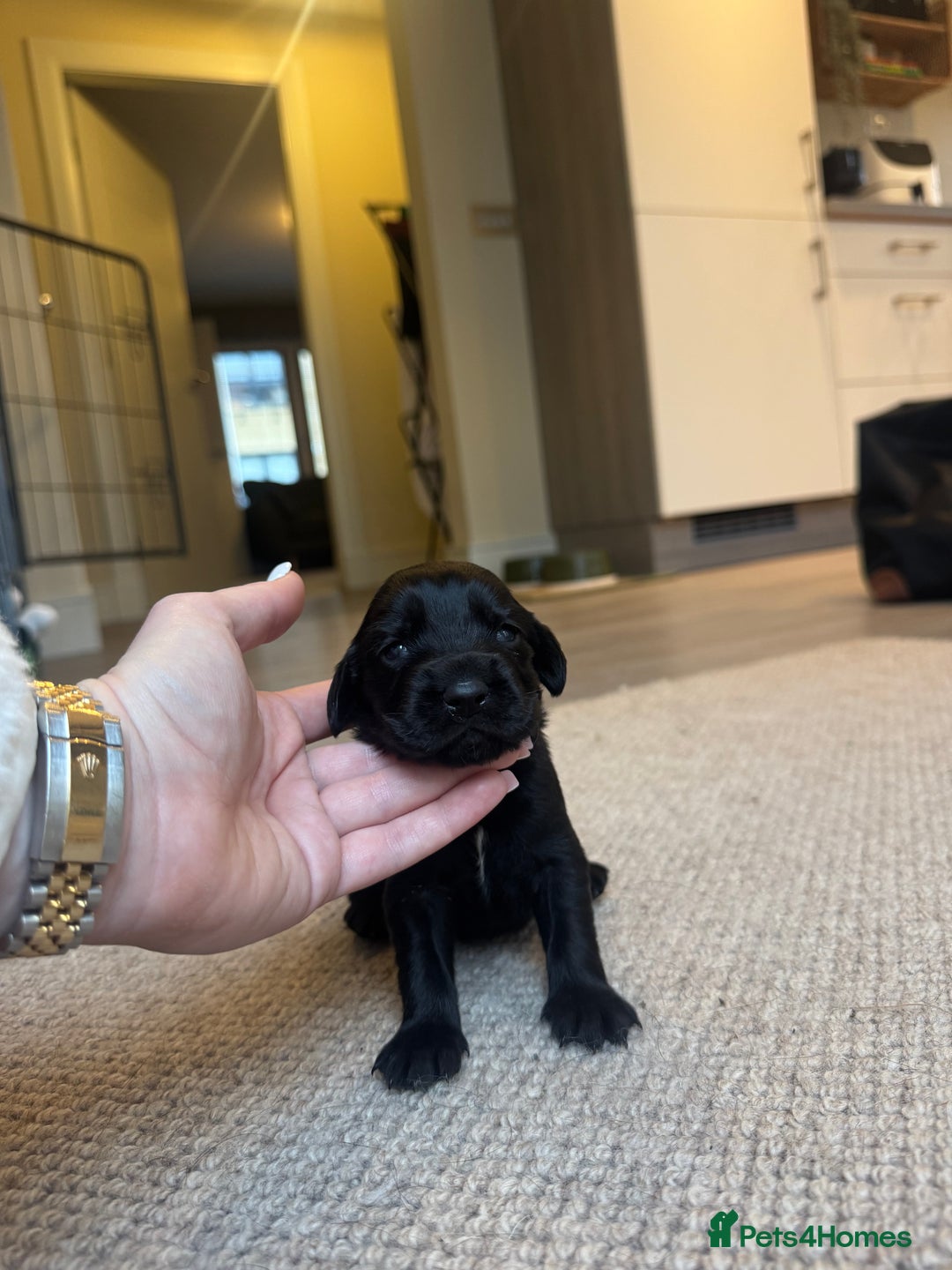 Cockerdor dogs for sale: Cockerdor/ Spanador Puppies. KC registered parents - Advert 17