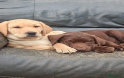 Labrador Retriever dogs for sale: Adorable Labrador Retriever Puppies  🐶💛 - Image 2