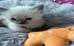Ragdoll cats for sale: Blue colourpoint Ragdolls  - Image 11