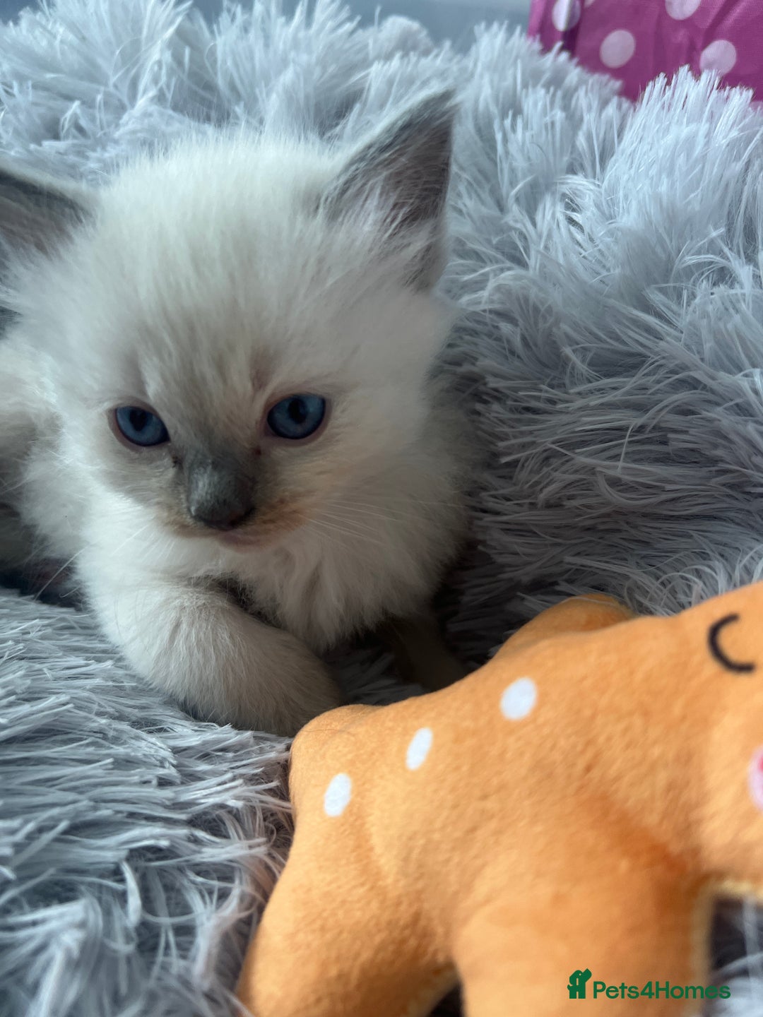 Ragdoll cats for sale: Blue colourpoint Ragdolls  - Image 11