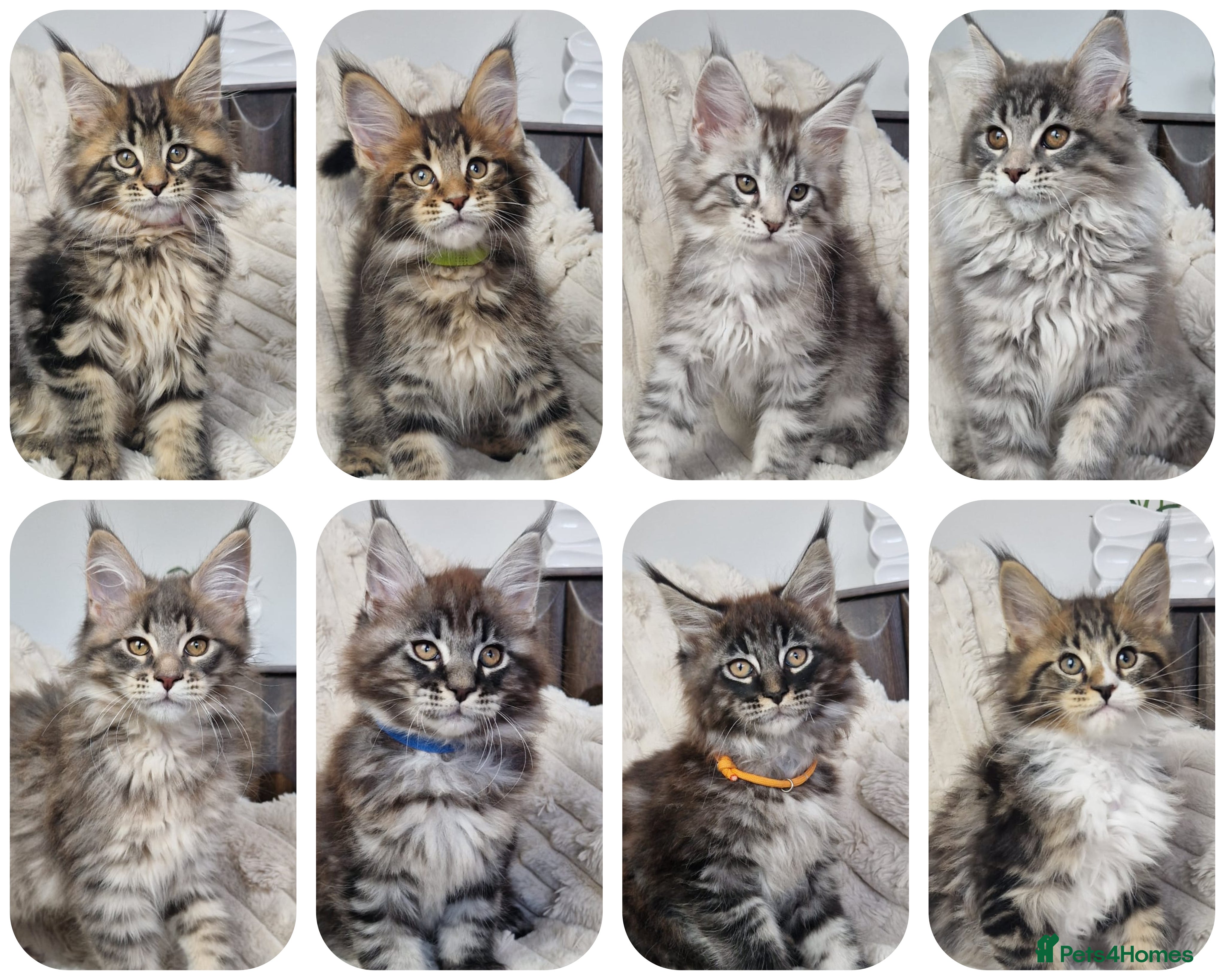Maine Coon cats  TICA registered maine coon kittens - Advert 15