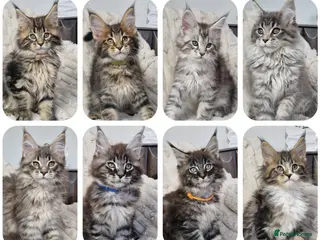 Maine Coon cats TICA registered maine coon kittens - Advert 15