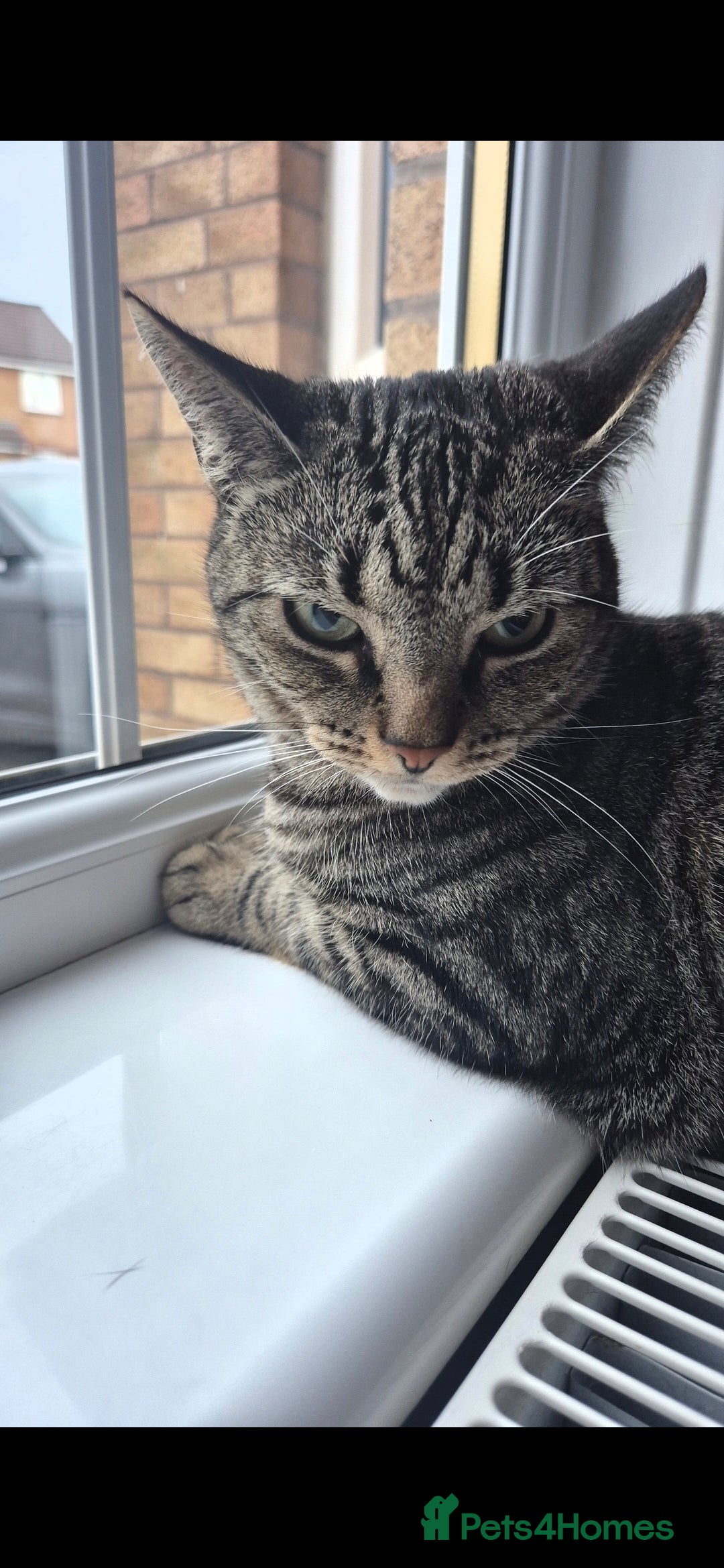 Mixed Breed cats for sale: Male bengal/mix black cat - Advert 7