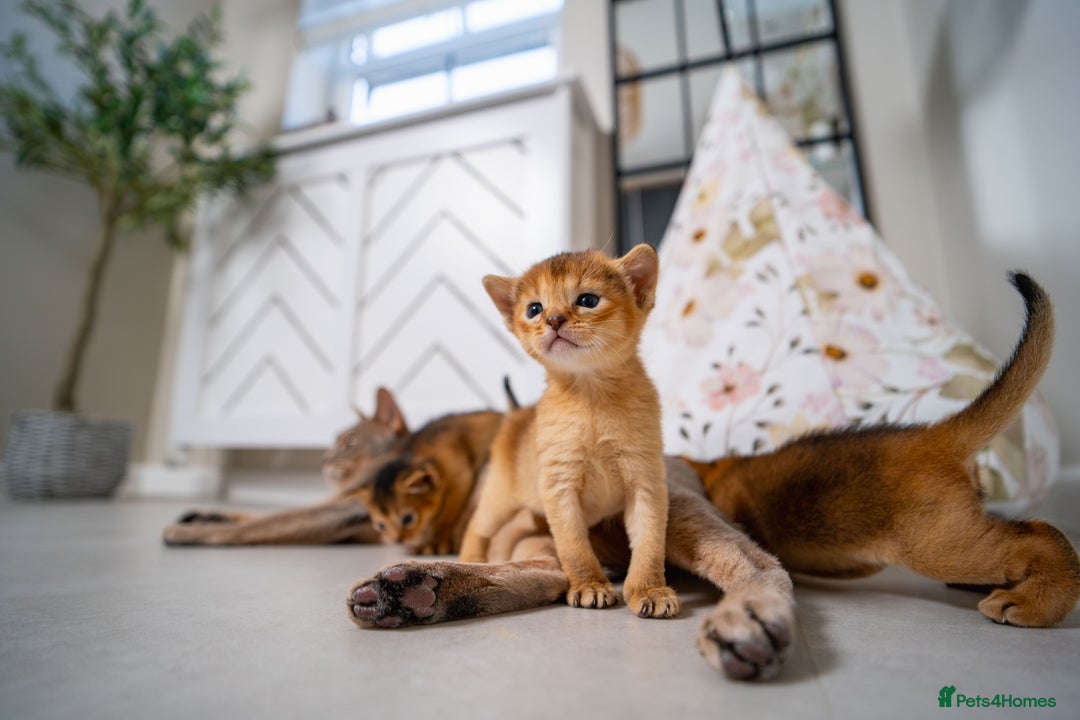 Abyssinian cats for sale: Champion Line Abyssinians- Rare Beauty- TICA reg. - Image 16