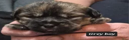 Mixed Breed dogs for sale: Rottweiler cross Shih Tzu puppies - Advert 19