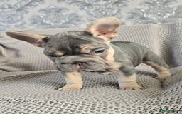 French Bulldog dogs for sale: luxury frenchies - Image 9