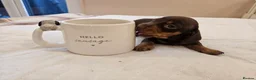 Miniature Dachshund dogs for sale: 5 adorable mini dachshund puppies   - Advert 8