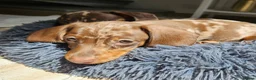 Dachshund dogs for sale: adorable Dachshund puppies for sale  in New Malden - Advert 5