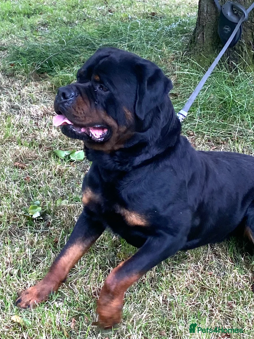 Rottweiler dogs for stud: Kc Registered Rottweiler STUD ONLY !! in Birmingham - Advert 5