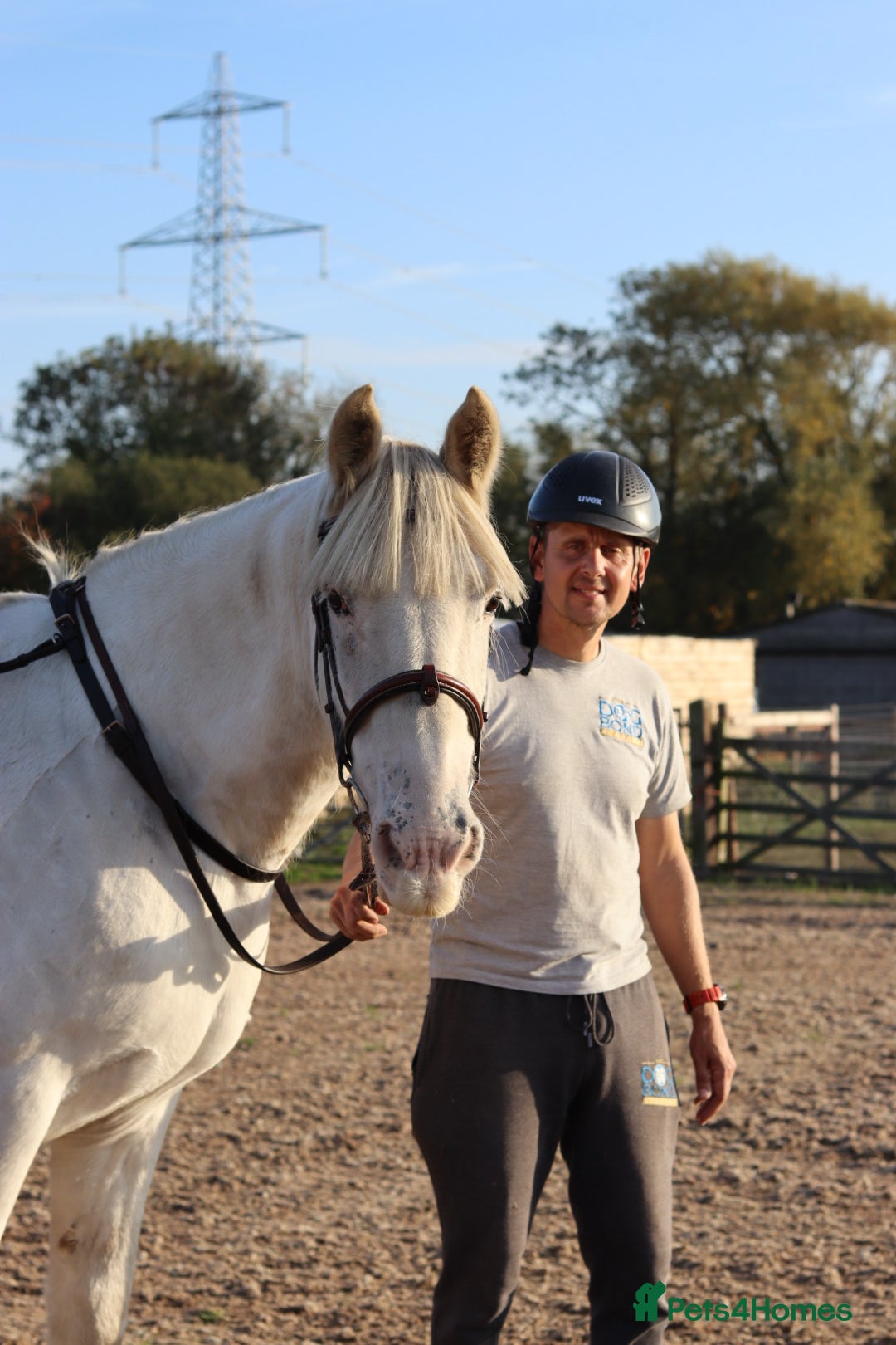 Irish Cob horses for sale: 16hh ex trekking cob mare  - Image 6