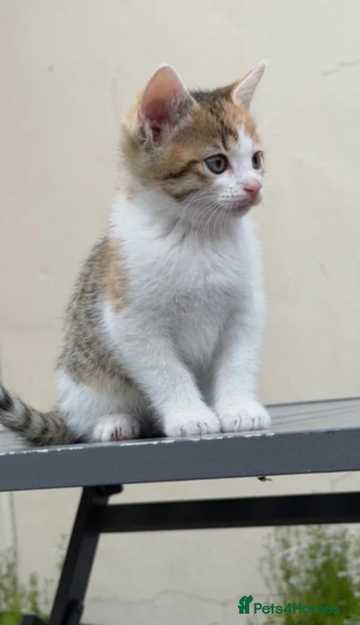 Mixed Breed cats Mixed breed domestic female tabby kitten - Advert 1