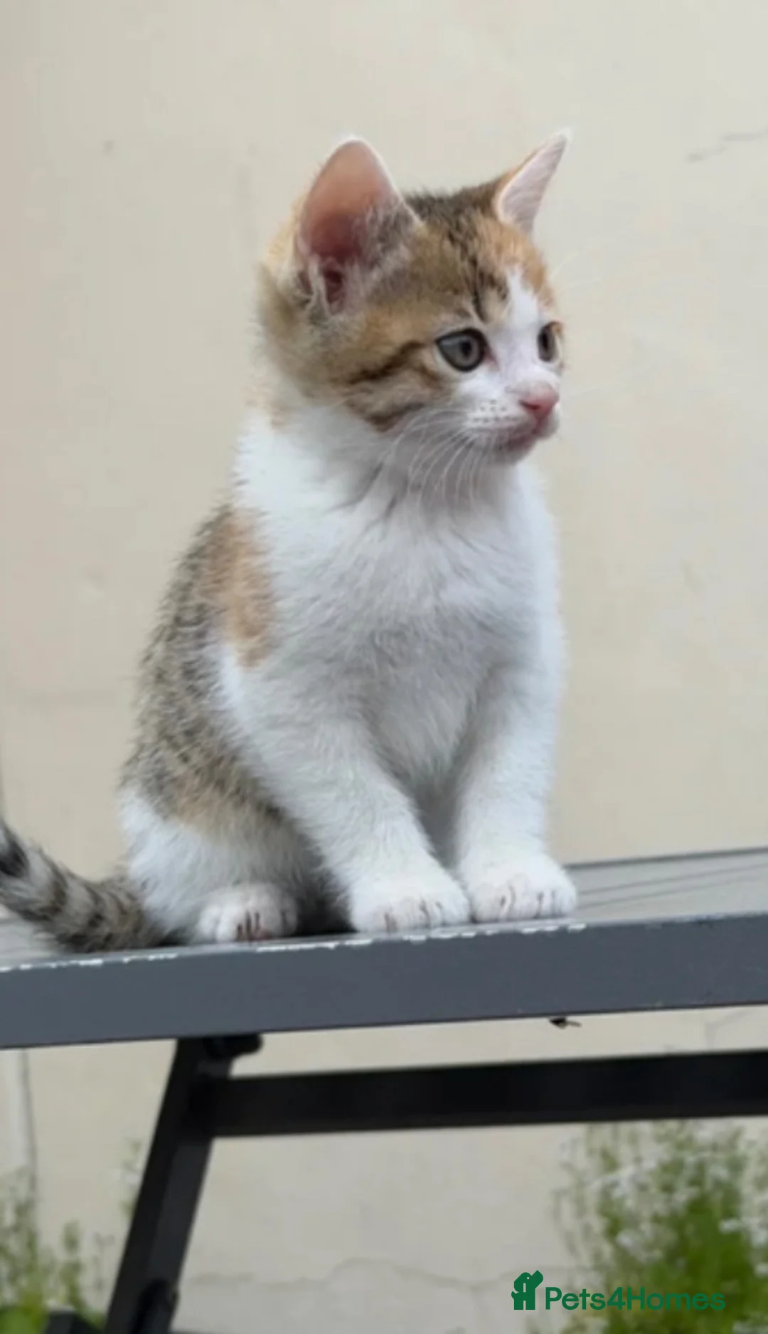 Mixed Breed cats for sale: Gorgeous tabby kitten - Advert 1