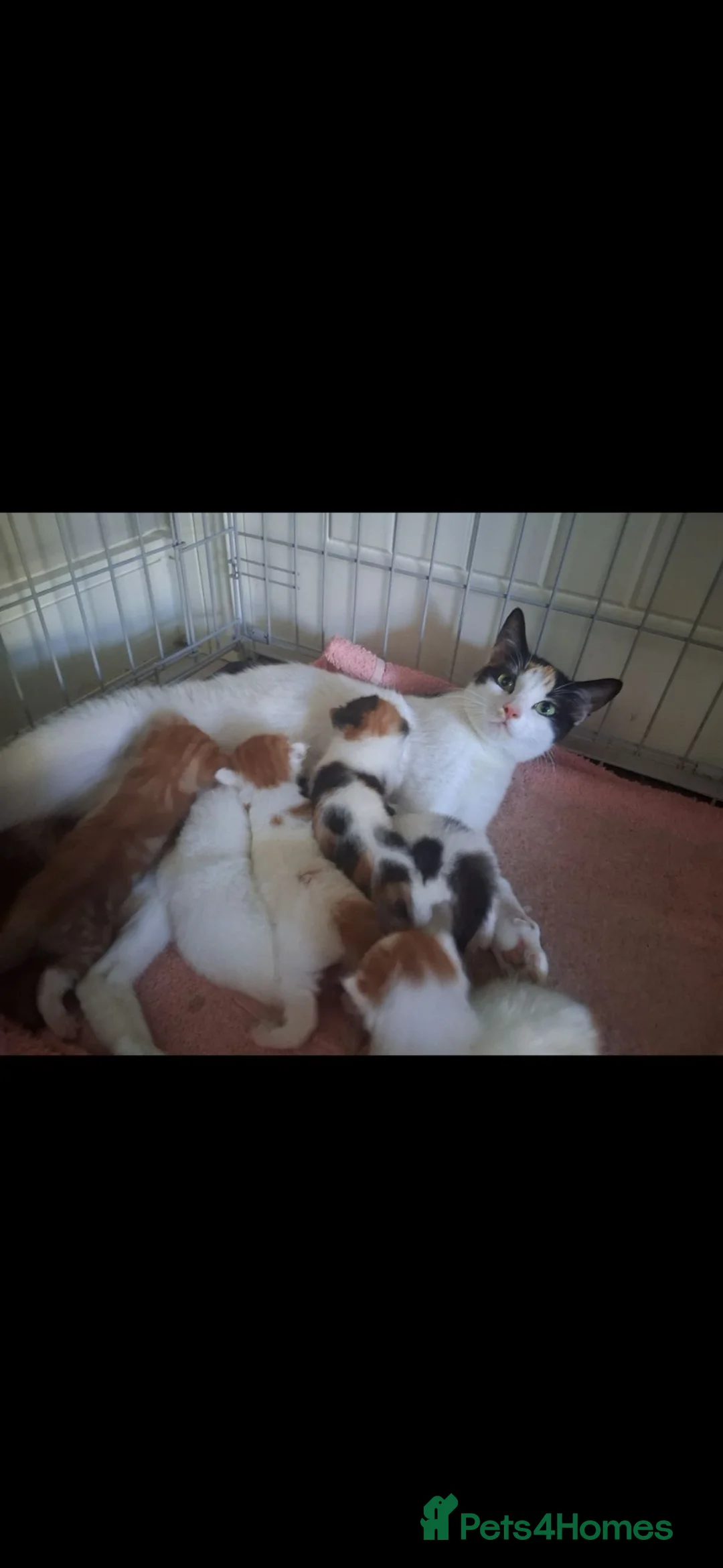 Mixed Breed cats for sale: Beautiful fluffy babies looking for forever homes  - Advert 2