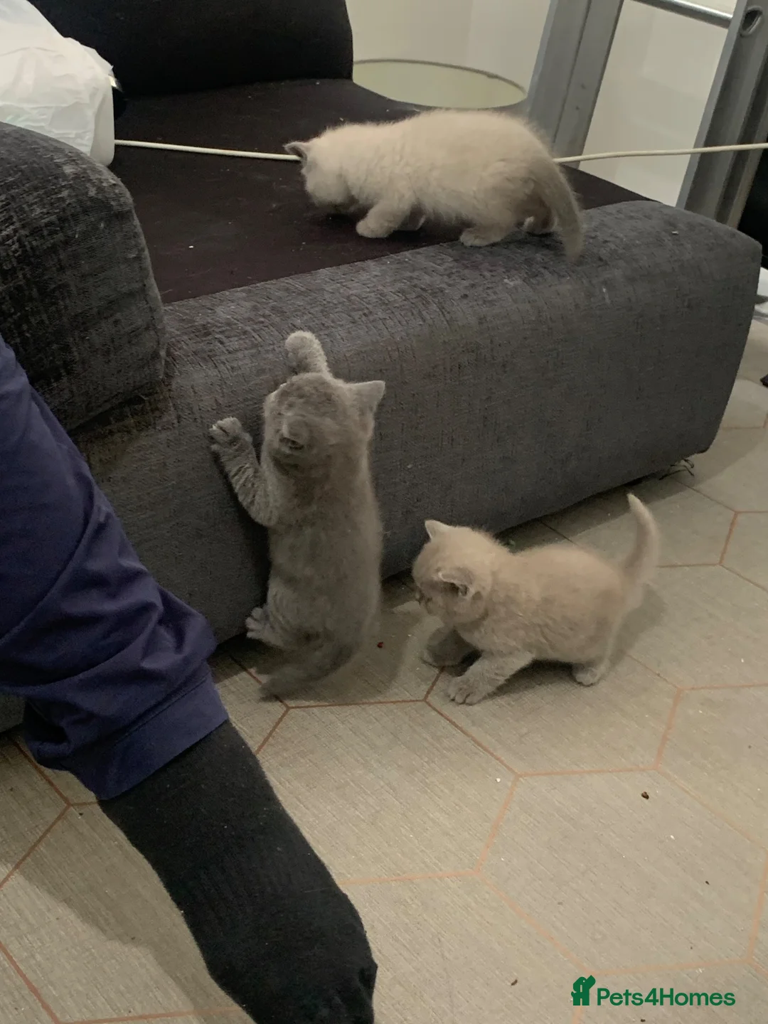 British Shorthair cats for sale: British shorthaired kittens  - Advert 10