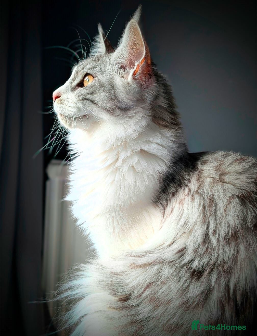 Maine Coon cats Pure Blood Maine Coons  - Advert 1