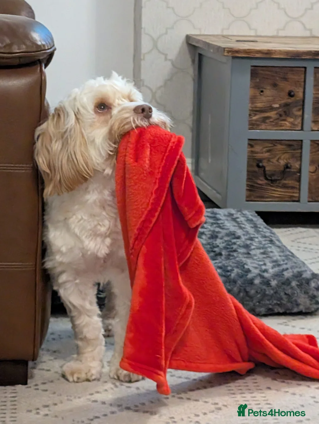 Cockapoo dogs for sale: Jack  in Chorley - Advert 15