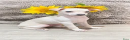 Italian Greyhound dogs for sale: Beautiful Italian Greyhound Boy - Advert 2