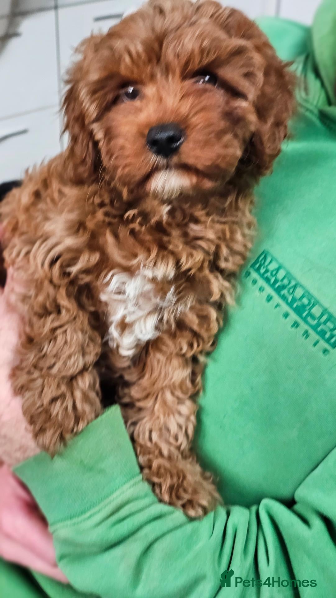 Cavapoo dogs Beautiful Litter of F1 Red Cavapoos Health Tested - Advert 1