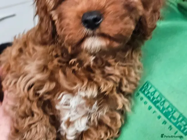 Cavapoo dogs for sale: Beautiful Litter of F1 Red Cavapoos Health Tested - Advert 1