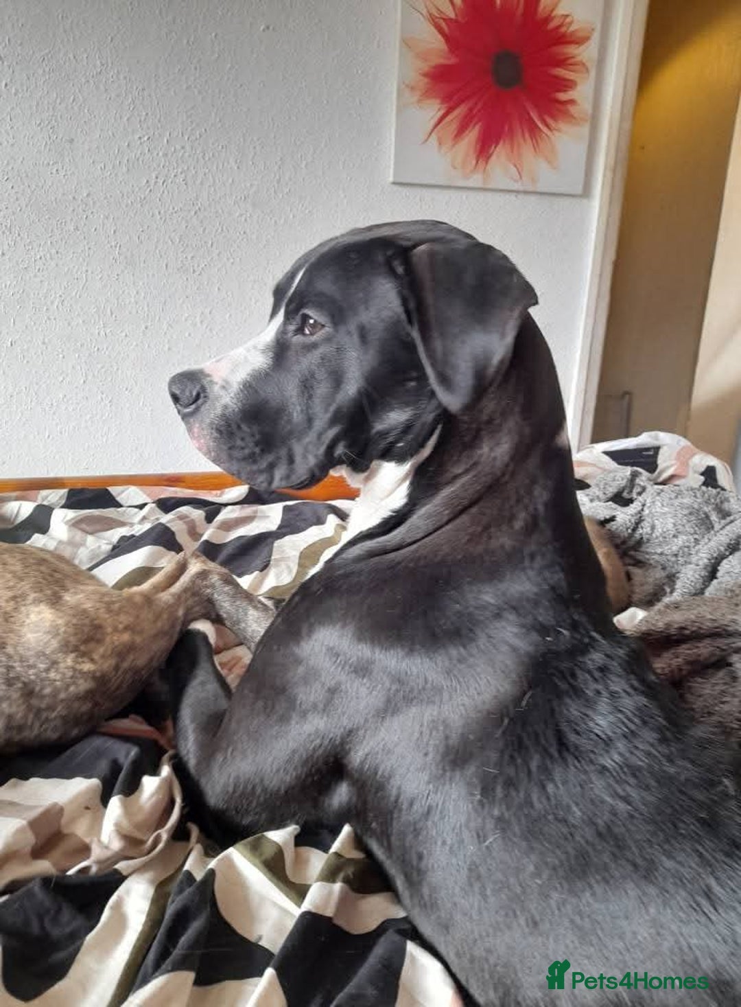 Mastiff dogs for sale: Mastiff pups - Advert 5