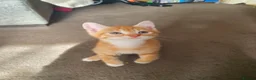Domestic Shorthair cats for sale: Kittens for sale - Advert 1