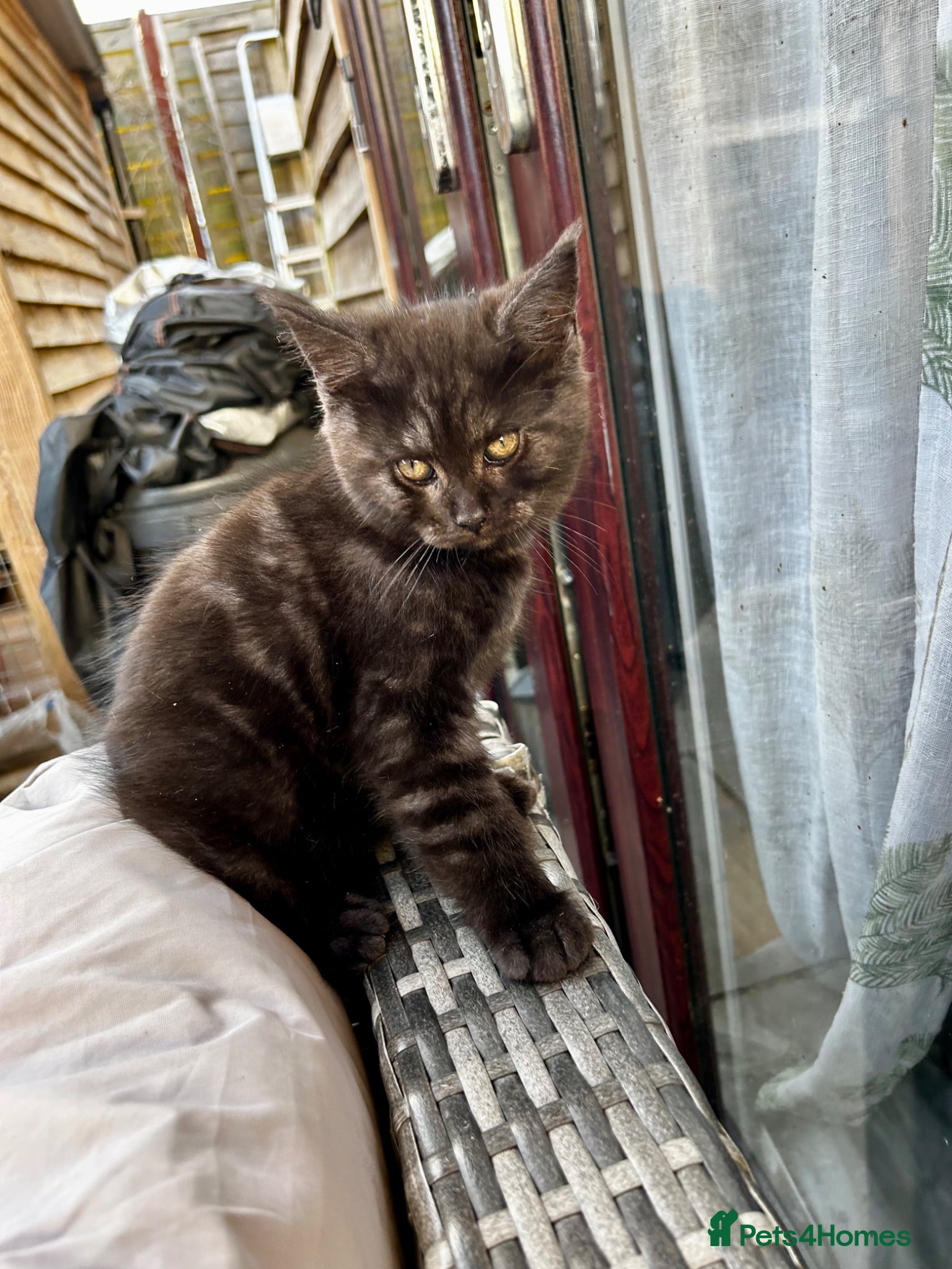 Maine Coon cats for sale: 1 male Maine coon kit left  - Advert 1